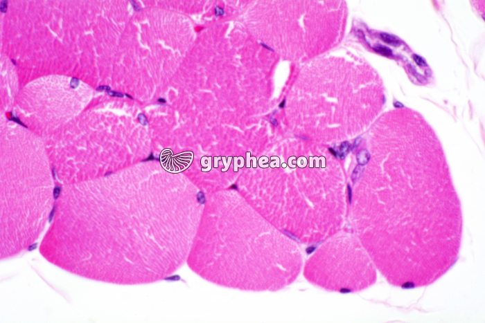 Muscle strié CT x100 - gryphea.com